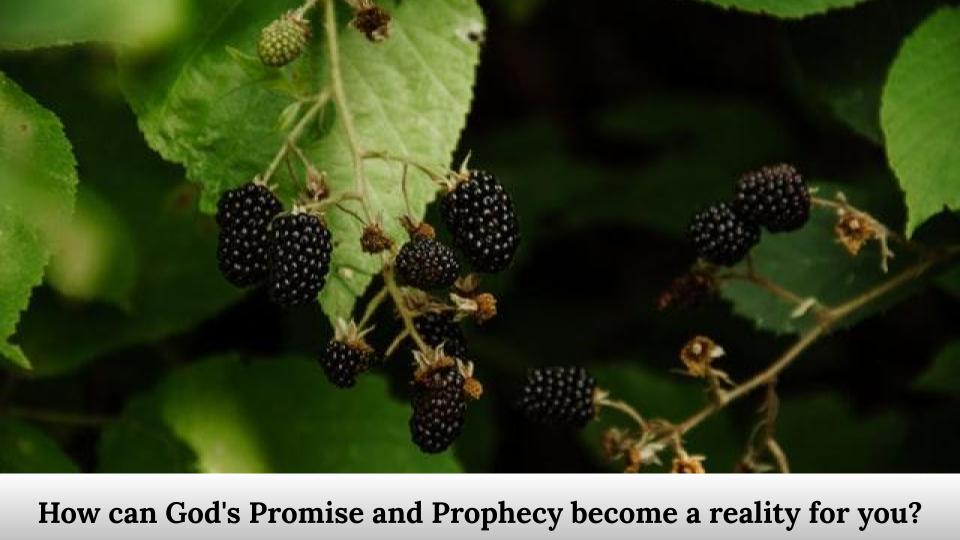 How can God's Promise and Prophecy become a reality for you?