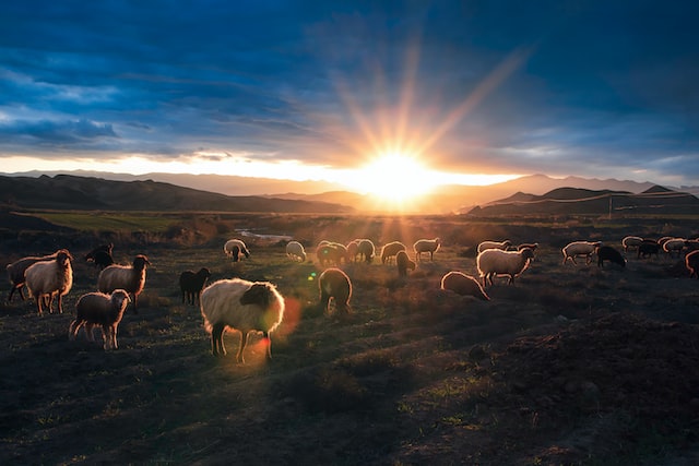 Sheep and the good shepherd 